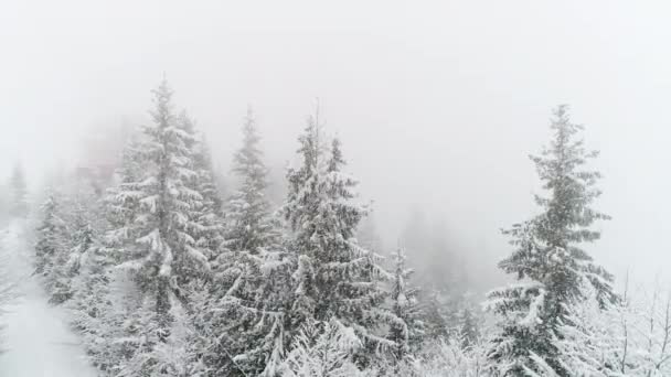 Carpazio Invernale Vola Sopra Abete Nella Tempesta Neve — Video Stock