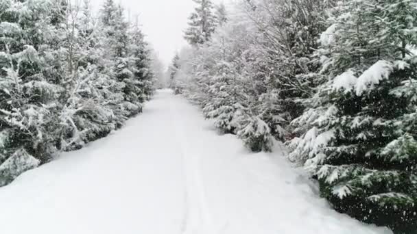 Cárpatos Invierno Volar Sobre Abeto Tormenta Nieve — Vídeo de stock