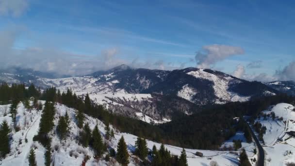 Зимові Снігові Дерева Аерофотозйомка Перелітає Природа — стокове відео