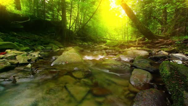 Vidéo du paysage du ruisseau de montagne  