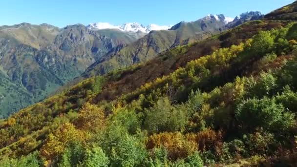 Natürliche Herbstfarben Des Buschland — Stockvideo