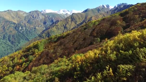 Natürliche Herbstfarben Des Buschland — Stockvideo
