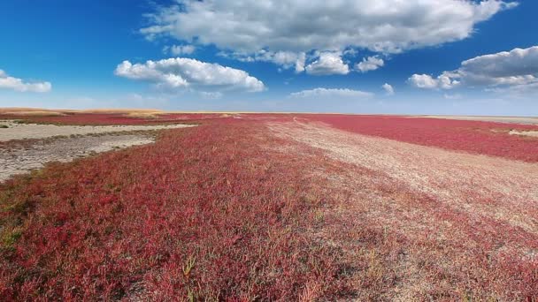 Vídeo Steppe Naturaleza Paisaje — Vídeo de stock