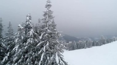Uzun, sık, yaşlı ladin ağaçları karlı bir yamaçta yetişir.