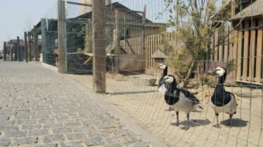 Özel Hayvanat Bahçesindeki Barnacle Goose. Çitin Arkasındaki Kara Kazlar. Branta Leucopsis