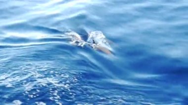 Kızıl Deniz 'in Mavi Suyunda Yunuslar