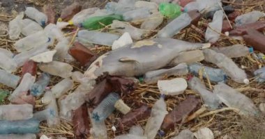  Deniz kıyısındaki ölü genç yunus. Plastik Çöp Çevre Kirliliği Sorunu, Ekolojik