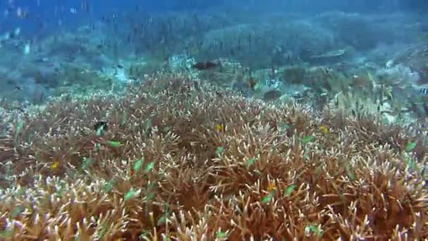 Arrecife Coral Vivo Con Corales Duros Diferentes Peces Tropicales Increíble — Vídeo de stock