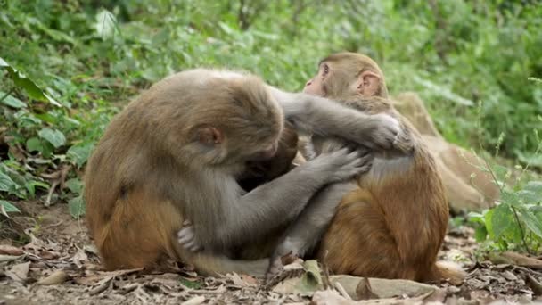 Een Familie Van Apen Wilde Jungle — Stockvideo