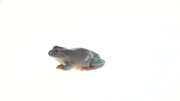 Australian Green Tree Frog Portrait White Background — Stock Video