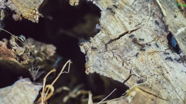 Formigas Exército Rastejando Toda Árvore Stub Manhã — Vídeo de Stock