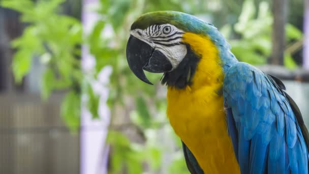 Blue Yellow Macaw Parrot — Stock Video