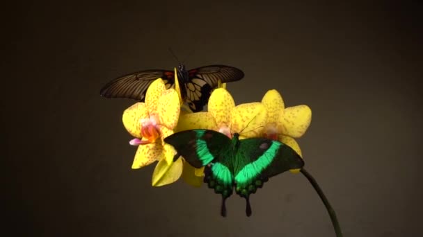 Motyle Kwiatach — Wideo stockowe