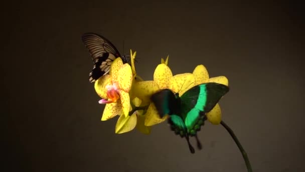 Бабочки Цветке — стоковое видео