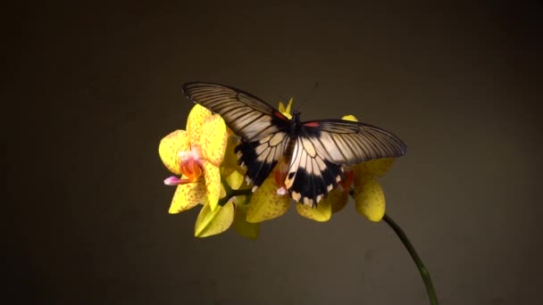 Mariposa Una Flor — Vídeo de stock