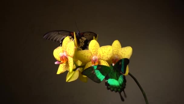 Fjärilar Blomma — Stockvideo