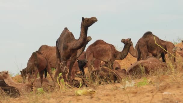 Unta Unta Pameran Pushkar Juga Disebut Pameran Unta Pushkar Atau — Stok Video