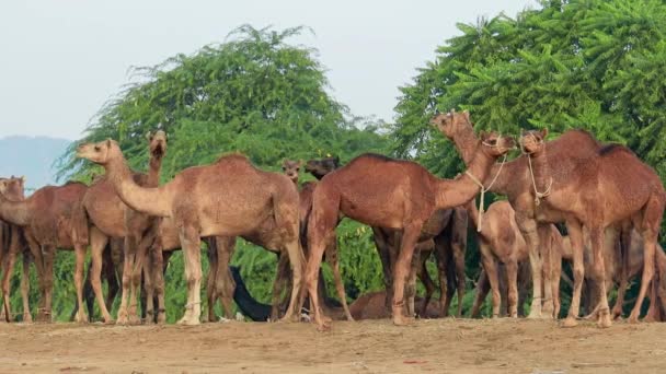 Kamele Auf Der Pushkar Fair Auch Pushkar Camel Fair Oder — Stockvideo