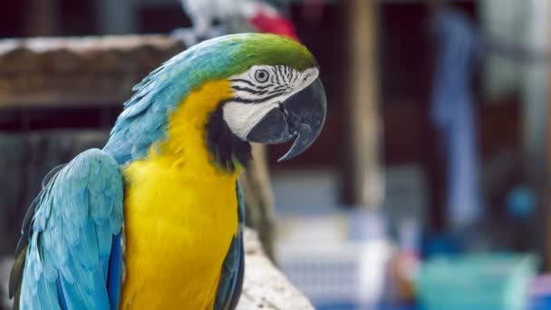 Loro Guacamayo Amarillo Azul Blue Golden Macaw Parrot Ara Ararauna — Vídeos de Stock