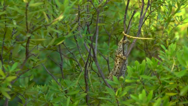 Video Camaleón Árbol — Vídeo de stock