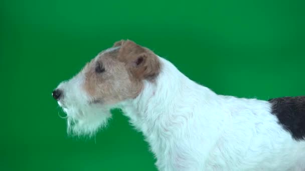 Крупный План Fox Terrier Looks Away Green Screen — стоковое видео
