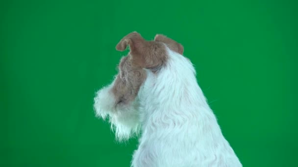 Closeup Head Fox Terrier Green Screen — Stock video