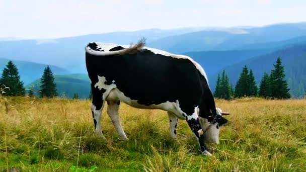 Vaca Pasto Nas Montanhas — Vídeo de Stock