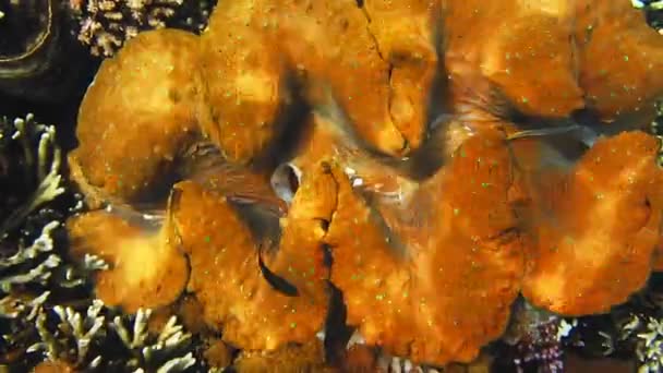 Kolorowe Małże Tridacna Gigas Rosną Płytkiej Wodzie Oceanicznej Raja Ampat — Wideo stockowe