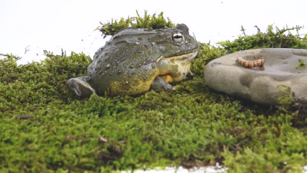 白い背景の緑の苔の上に石の上に座っているシクラナの水鍋カエル — ストック動画