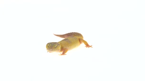 Leuke Luipaard Gecko Eublepharis Macularius Wit Geïsoleerde Achtergrond — Stockvideo
