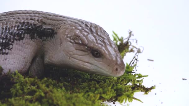 ซาร าตะว นออก Tiliqua Scincoides แยกบนส ขาว — วีดีโอสต็อก