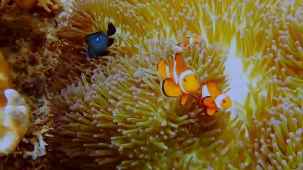 Falso Clown Pesce Famiglia Conosciuto Come Nemo Pesce Rosa Verde — Video Stock