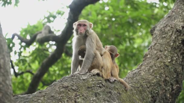 Família Macacos Uma Árvore — Vídeo de Stock