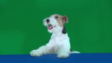 Fox Terrier Mavi Boş Pankart 'ta