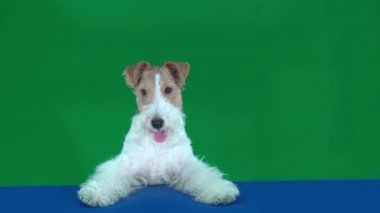 Fox Terrier Mavi Masa 'da oturuyor. Elinde boş bir levha var. Mesajınız veya ürününüz için hazır.