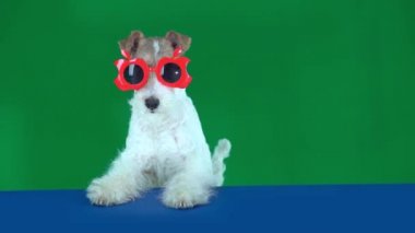  Fox Terrier Kırmızı Gözlüklü Oturuyor, Elinde boş bir tabelayla Mesajınız veya Ürününüz İçin Hazır