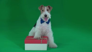 Fox Terrier Bir Hediyenin Yanında Oturuyor