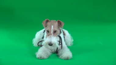 Fox Terrier Tasmalı Yeşil Ekranla Oturuyor