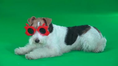Fox Terrier Kırmızı Gözlüklü Yeşil Ekranda debeleniyor