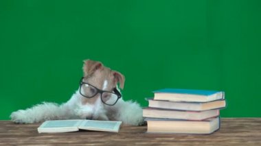 Gözlüklü Fox Terrier Yeşil Ekran Okuma Kitapları