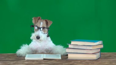 Gözlüklü Fox Terrier Yeşil Ekran Okuma Kitapları