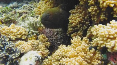 Moray Yılanbalığı mercan resifinden dışarı bakıyor.