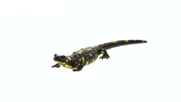Zwolnij Salamandra Salamandra Maculosa Białym Tle — Wideo stockowe