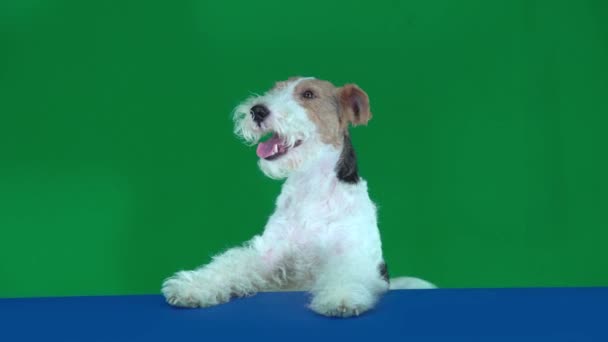 Fox Terrier Blue Blank Placard — Video