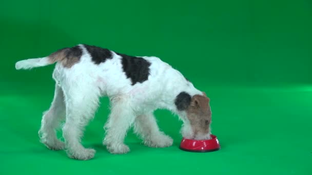 Fox Terrier Mangia Una Ciotola Schermo Verde — Video Stock