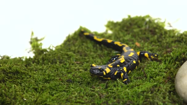 Fire Salamander Salamandra Maculosa Zeleném Mechu Bílém Pozadí — Stock video