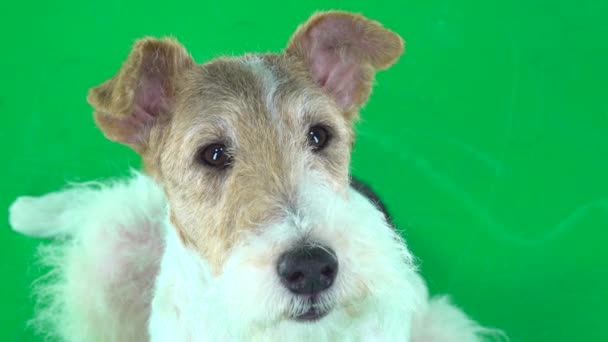 Fox Terrier Face Close Tela Verde — Vídeo de Stock