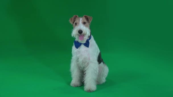 Fox Terrier Uma Tela Verde Borboleta — Vídeo de Stock