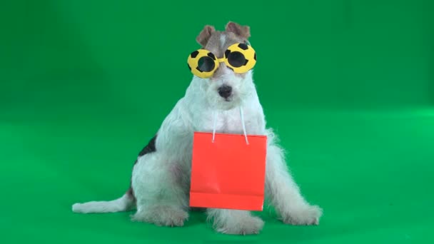 Fox Terrier Gafas Divertidas Con Paquete Pantalla Verde — Vídeo de stock