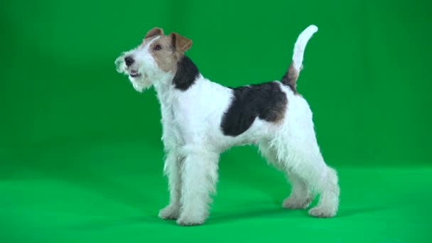 Fox Terrier Groen Scherm — Stockvideo